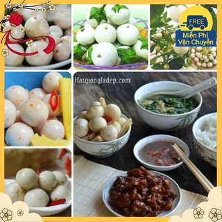 Hạt Giống Cà Pháo Trắng F1