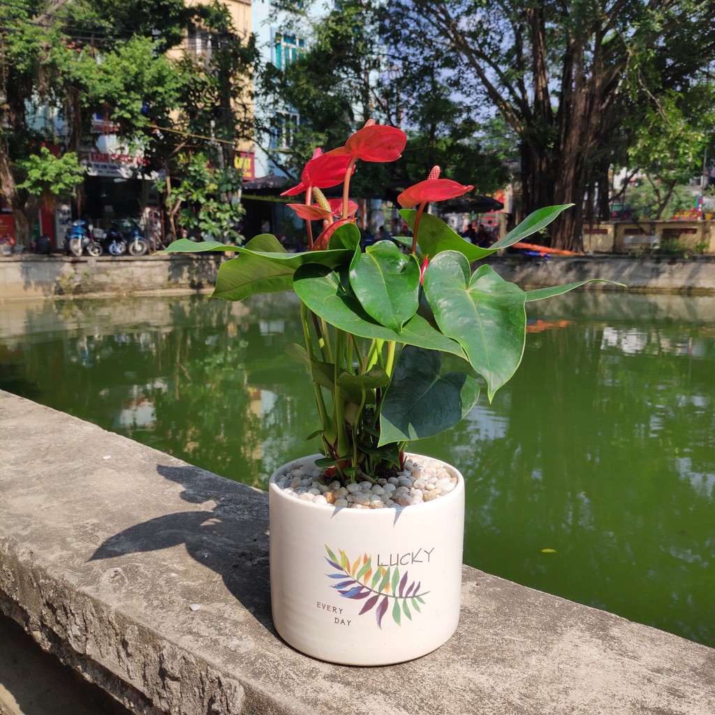 Cây Hồng Môn để bàn, cây trồng chậu sứ phối tiểu cảnh đẹp