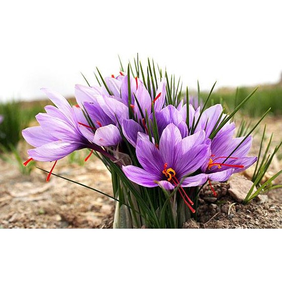 SAFFRON TÂY TẠNG ( nhụy hoa nghệ tây)