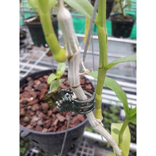 50 kẹp hình con bướm loại to 2cm kẹp cành cây, cành hoa lan