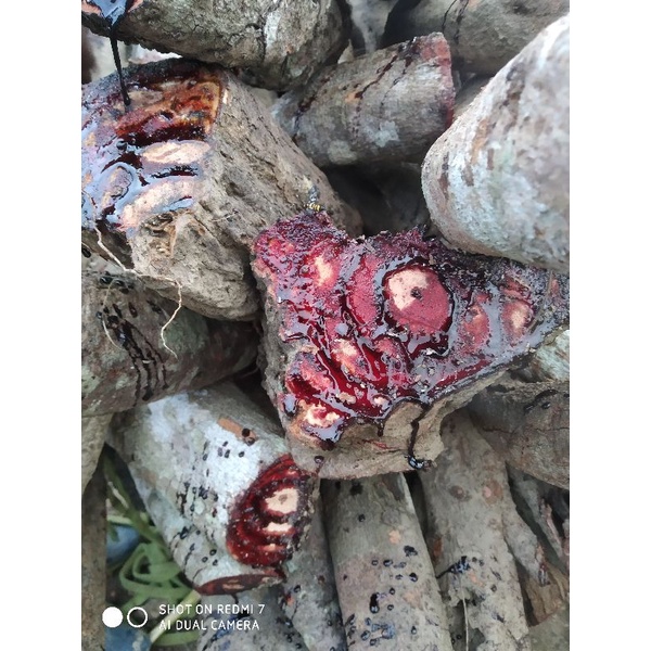 KÊ HUYẾT ĐẰNG KHÔ