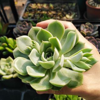 Sen đá đất xanh