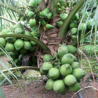 Cây giống dừa xiêm lùn