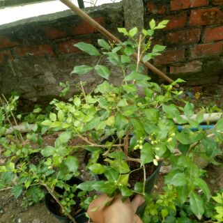Combo 10 nguyệt quế nhánh