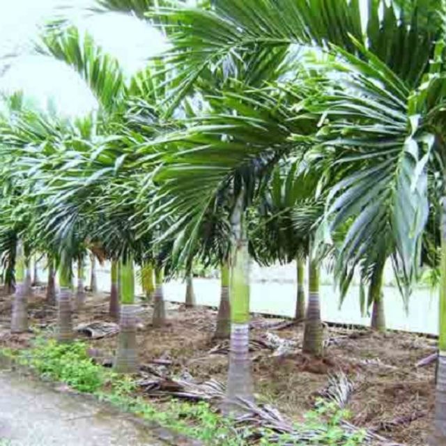 Cây Cau Bẹ Trắng (Cau kiểng đẹp và ưa chuộng nhất) - Cây Cau Trắng (Loại Nhỏ) - Chiều Cao 30-200cm, Đường Kính Gốc 6-7cm