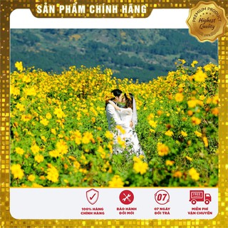 Hạt Giống Cúc Mặt Trời(50-100 hạt)