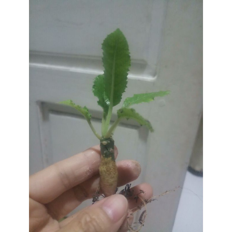 cây hoa mặt trời lá dài