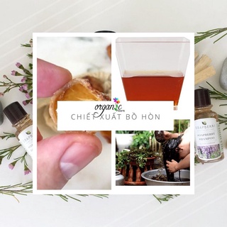 CHIẾT XUẤT BỒ HÒN (VIỆT NAM)