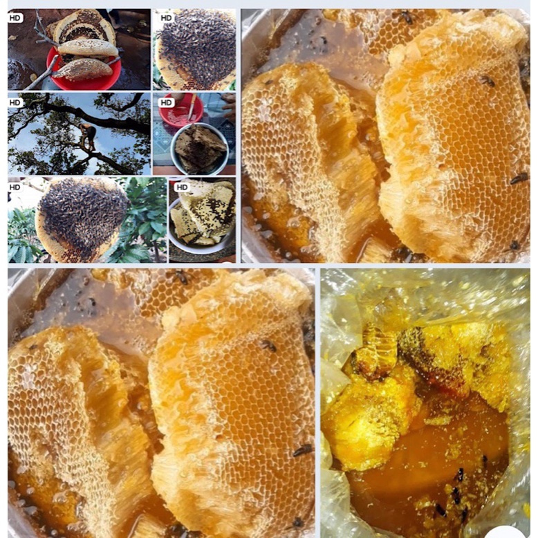 1KG MẬT ONG RỪNG NGUYÊN TẢNG, ONG RUỒI NÚI [HIẾM]