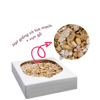 Hộp cỏ mèo tự trồng