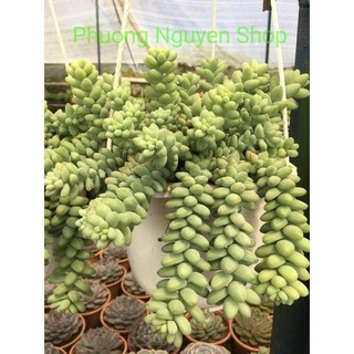 Sen Đá Chuỗi Ngọc Bi Chậu Treo