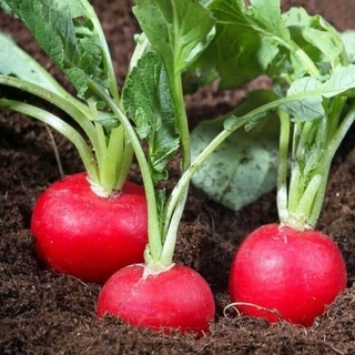 Hạt giống Củ cải đỏ (2gram/bịch)