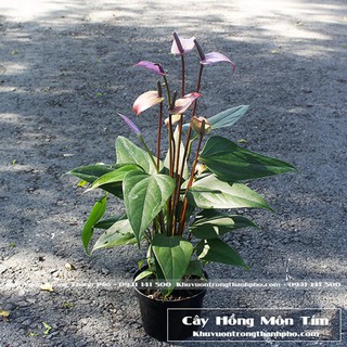 Cây Hồng Môn Tím (Hồng môn hoa tím)