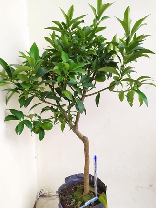 Cây tắc ngọt siêu trái
