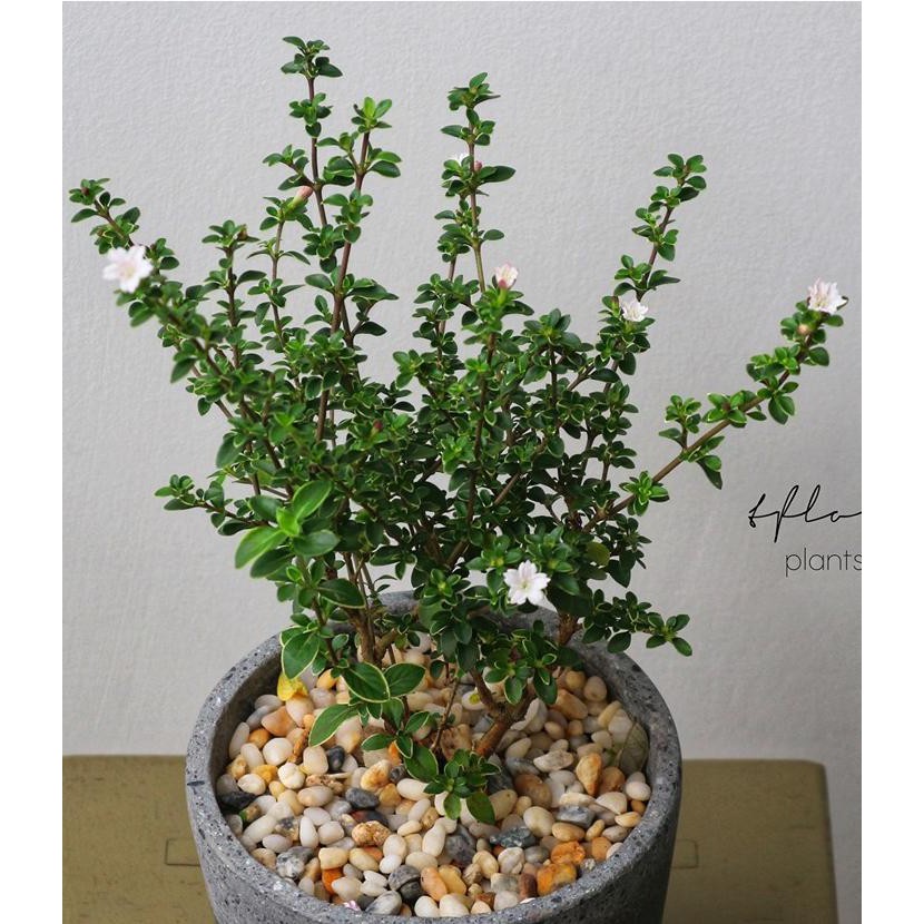 CHẬU BẠCH TUYẾT MAI--CÂY NGÀN SAO--SIÊU ĐẸP