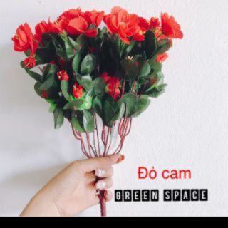 Hoa Giả - Cây Đỗ Quyên Các Màu