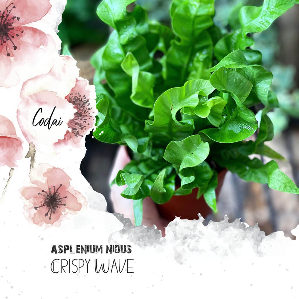 Cây Asplenium nidus Crispy Wave (Tổ Yến) chậu nhựa