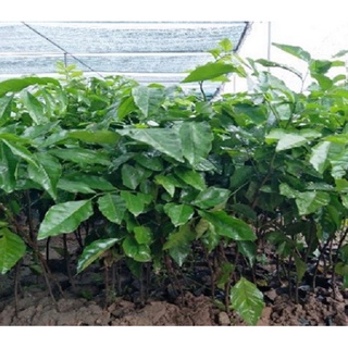 Cây hồng bì (combo 2 cây)