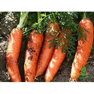 Hạt Giống củ Cà Rốt 5 gram