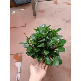giá gốc-CHẬU CÂY TRƯỜNG SINH