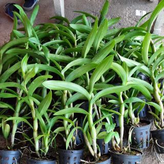 Hoa lan denro lai cát  ( cattleya)