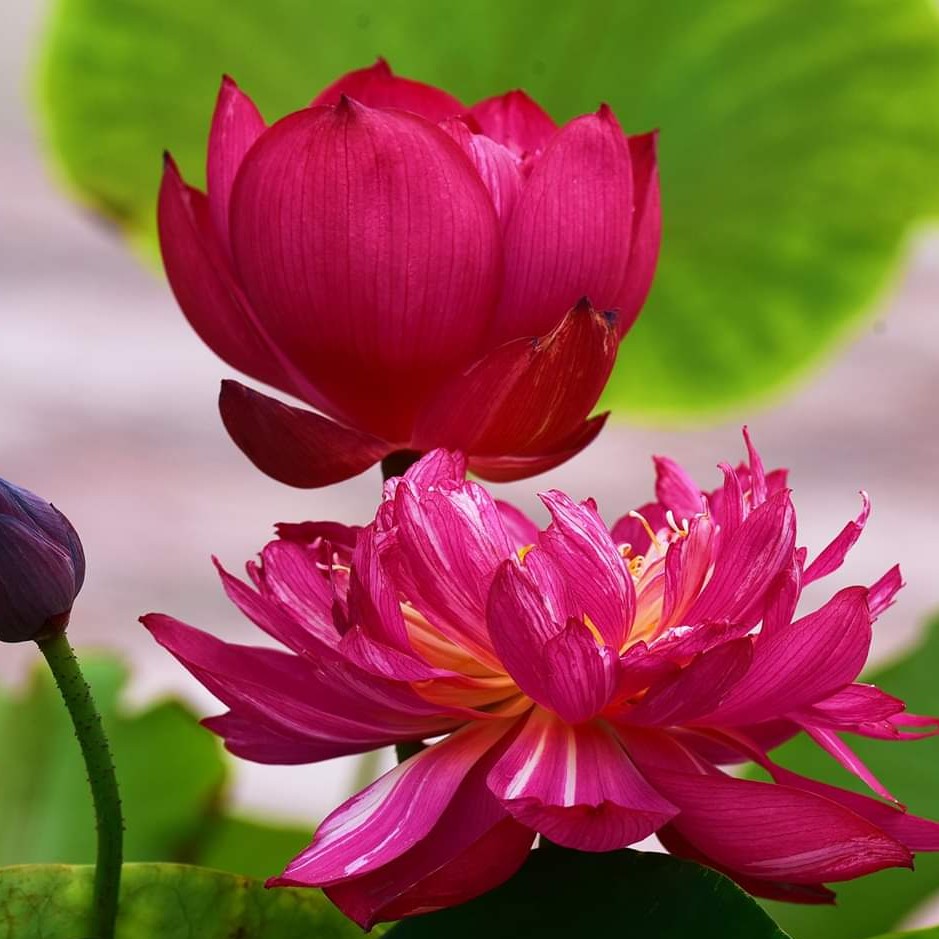 Hạt giống hoa sen bách diệp hoa màu đỏ - gói 5 hạt