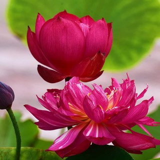 Hạt giống hoa sen bách diệp hoa màu đỏ - gói 5 hạt