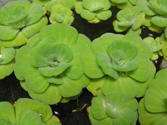 Combo 3 Bèo cái bèo tai tượng làm  giống