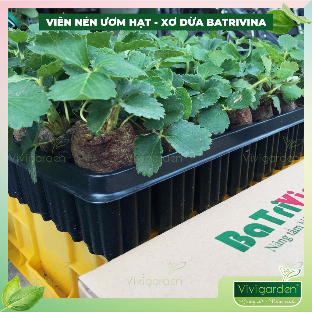 Hộp 16 viên nén ươm hạt, viên nén xơ dừa kích hạt nảy mầm