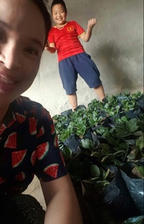 Cây sống đời kép nhiều màu