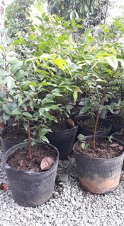 Nho thân gỗ