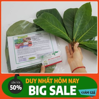 Combo 2 Kg Lá Bàng (Dạng Tươi) - Chọn Lọc Kỹ Lưỡng