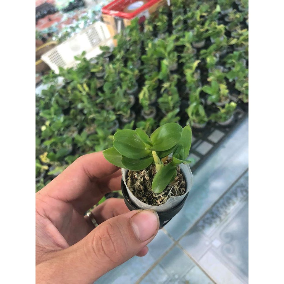 Lan Phi Điệp lá mít hòa bình