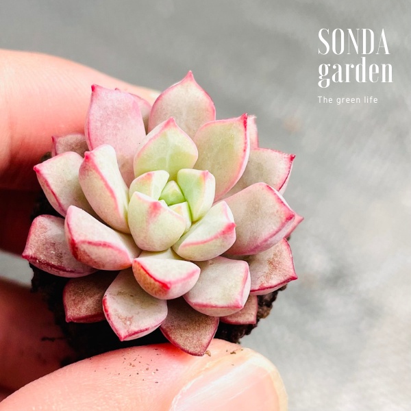 Sen đá kim cương tím SONDA GARDEN size mini 2.5-4cm, xuất xứ Đà Lạt, khoẻ đẹp, lỗi 1 đổi 1