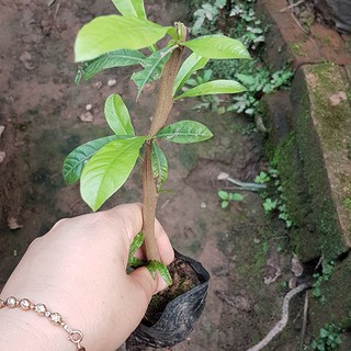 Cây giống đào tiên làm thuốc  - MUA 1 TẶNG 1