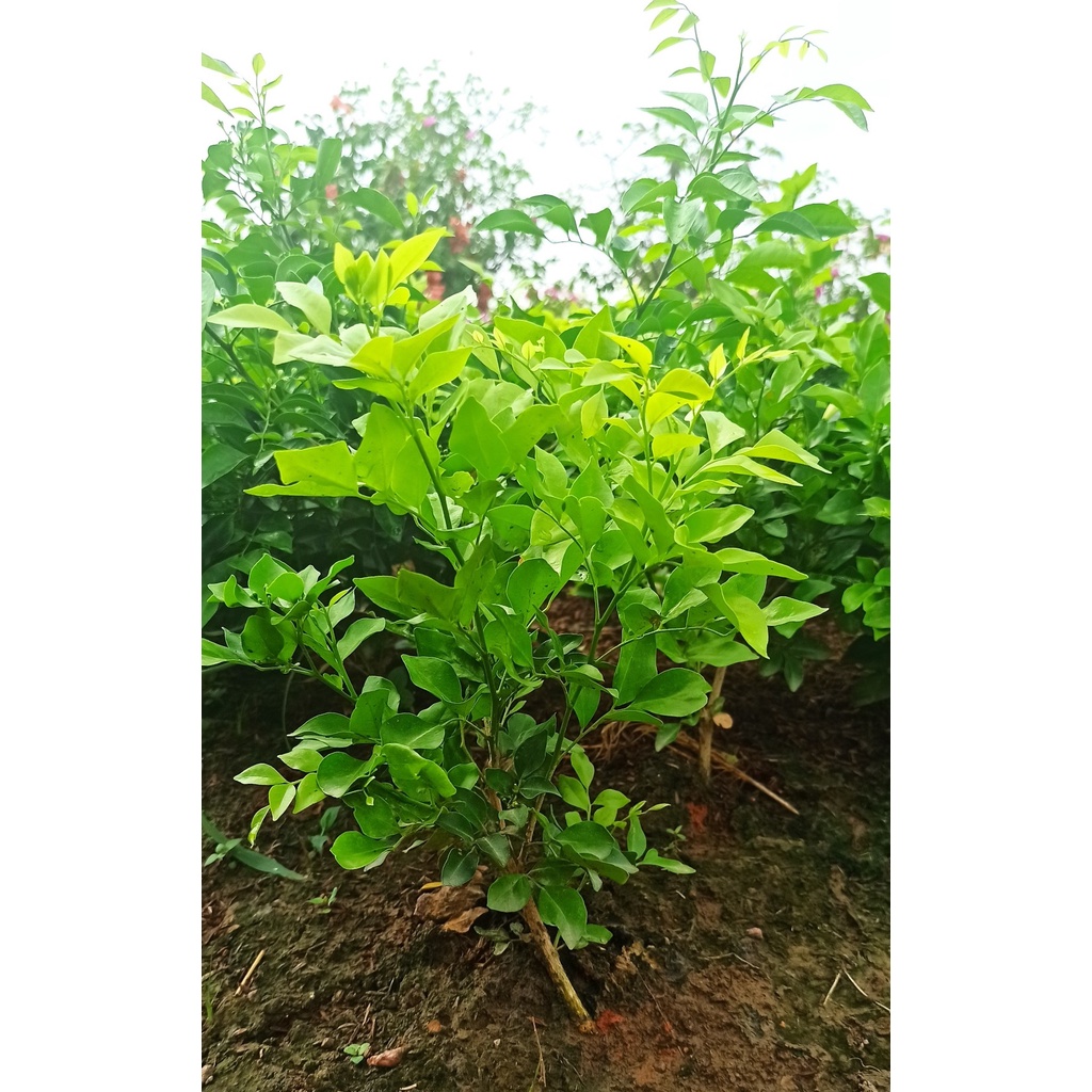 CÂY NGUYỆT QUẾ GIỐNG ĐỂ BON SAI CÂY NHƯ HÌNH ( TRỪ HÌNH 1).
