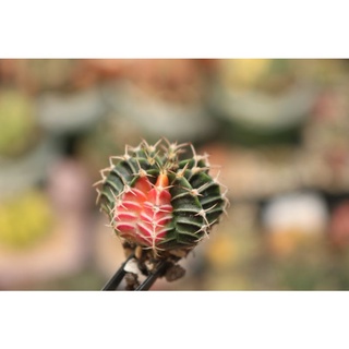 Xương rồng Lem