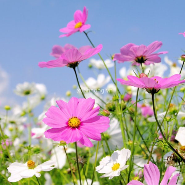 Hạt Giống Hoa Cúc Sao Nháy nhiều màu (hoa cánh bướm) 50 hạt