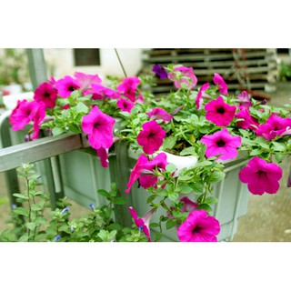 Hạt Giống Dạ Yến Thảo
