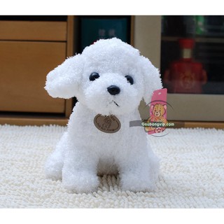 CHÓ BÔNG POODLE