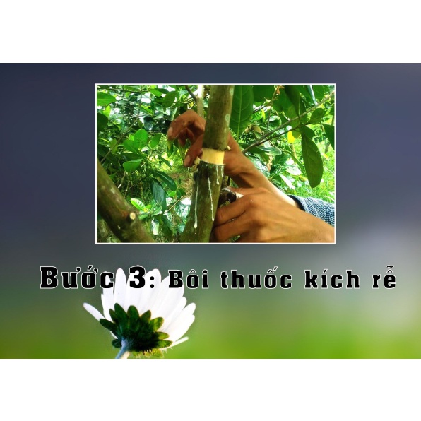 Bầu nhựa chiết cành, ươm cây thông minh đủ kích thước 4cm, 6cm, 10cm, 12cm
