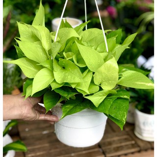 Chậu treo cây trầu bà Thái Vàng