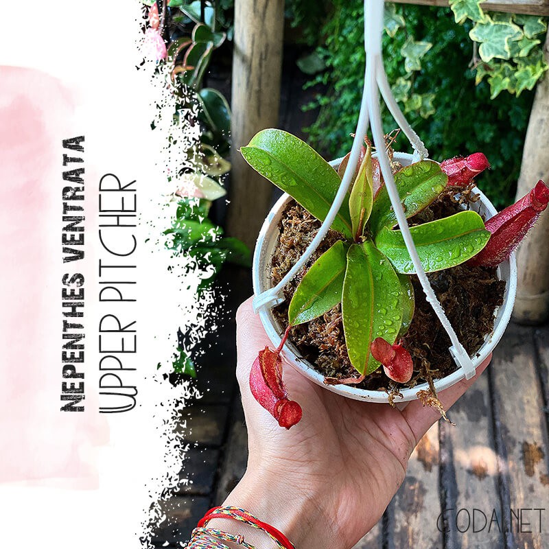 Cây Nepenthes ventrata Upper Pitcher (cây Nắp Ấm Đỏ) chậu treo bí ngô