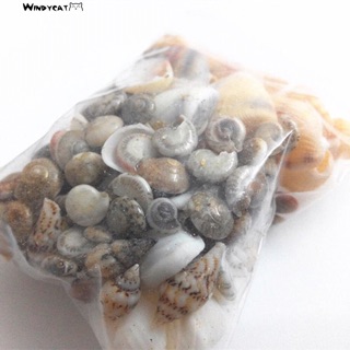 100 grvỏ ốc nhỏ trang trí
