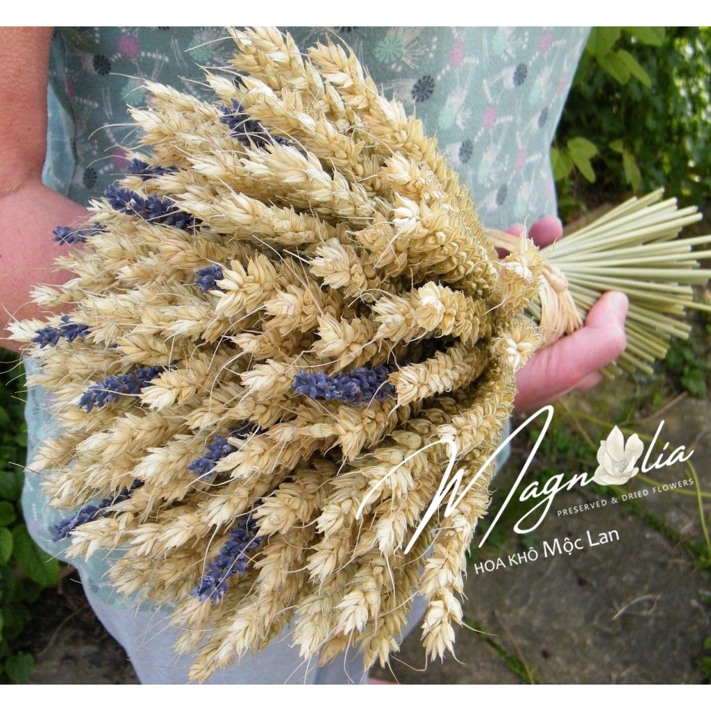 Hoa khô Decor nhà cửa ❤️FREESHIP❤️Hoa Lúa mạch khô ITALY retro vinatge, trang trí cưới