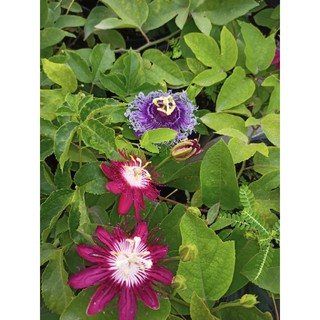 Chậu cây hoa sao biển sẵn bông và nụ sinh trưởng mạnh - Summer Garden
