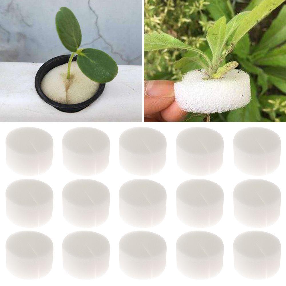 10 / 50 Khay Gieo Hạt Tiện Lợi