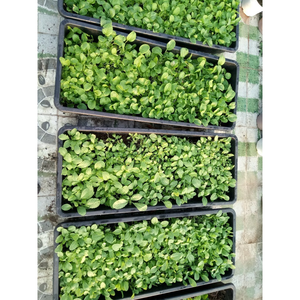 KHAY MÀU ĐEN DÀI TRỒNG RAU kích thước 102x42x16