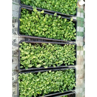 KHAY MÀU ĐEN DÀI TRỒNG RAU kích thước 102x42x16(bao gồm vỉ lót)