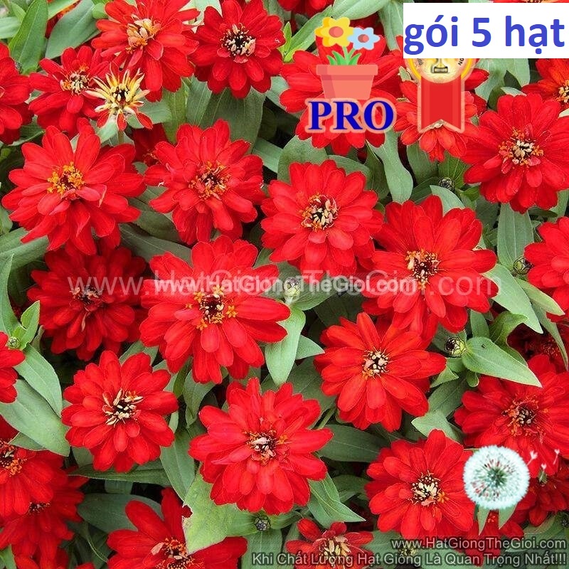 100h Hạt Giống Hoa Cúc Lá Nhám Lùn Sai Bông Profusion KÉP Đỏ (| -KD: B36*V73)